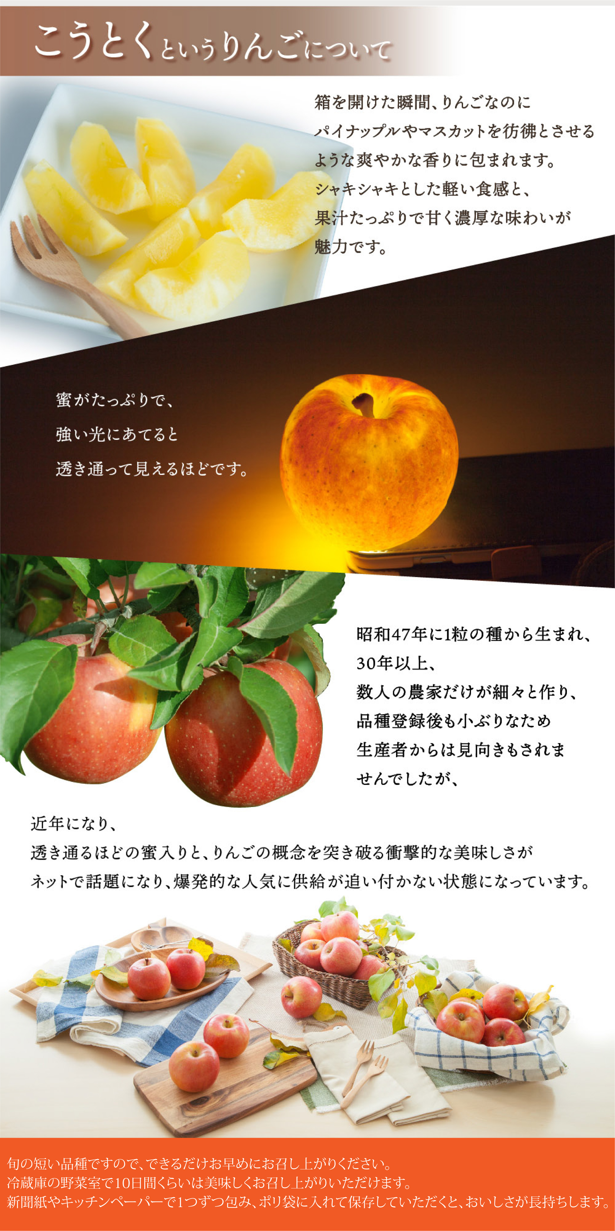 蜜入りりんご　青森県産　こうとく2kg