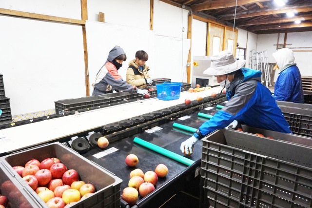 訳ありご家庭用 青森りんご ふじ 3kg～10kg