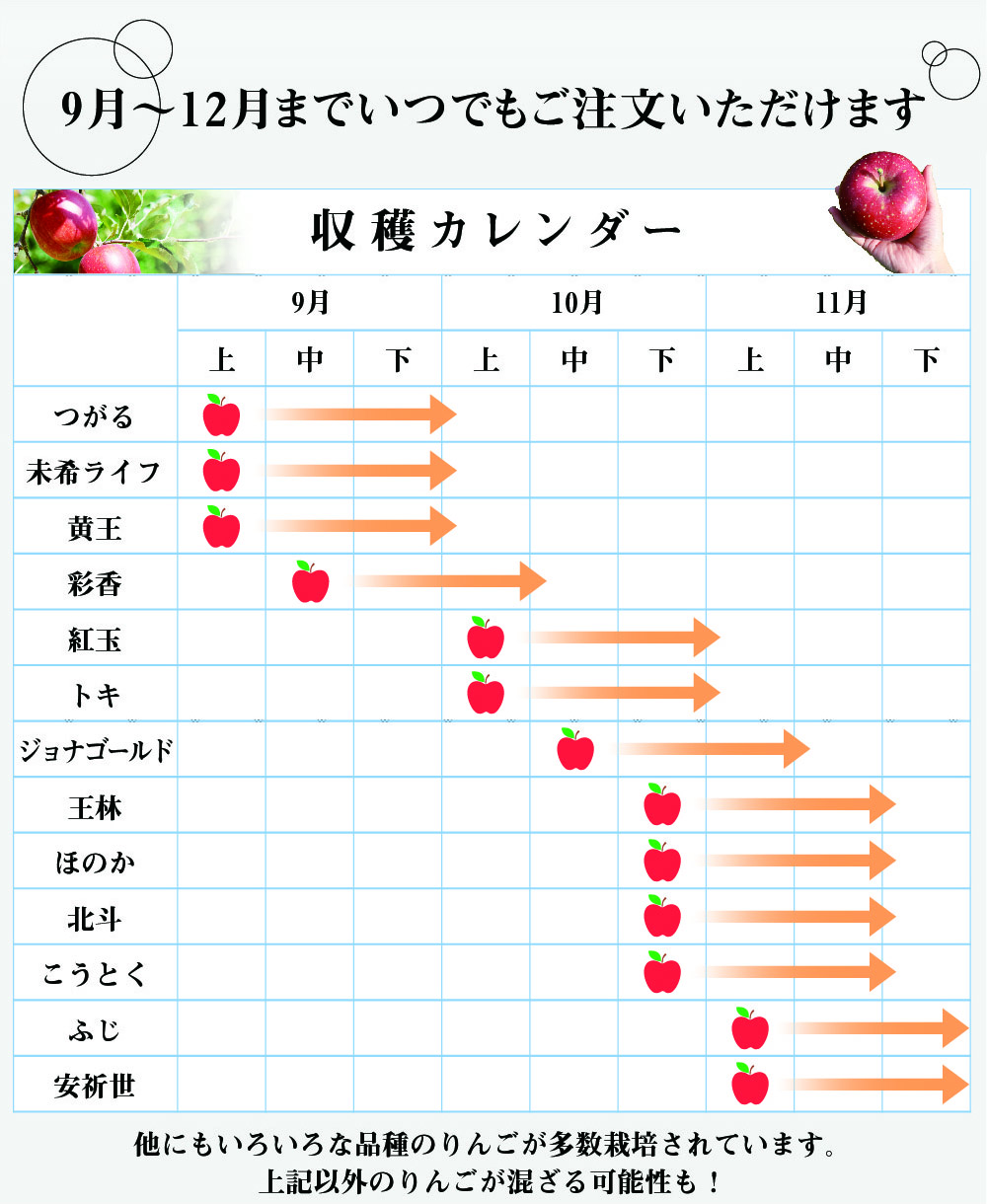 9月から12月までご注文いただけます。届くりんごは時期によって違います。つがる、未希ライフ、黄王、彩香、紅玉、トキ、ジョナゴールド、王林、ほのか、北斗、こうとく、ふじ、安祈世、その他の希少なりんごが混ざることもあります。